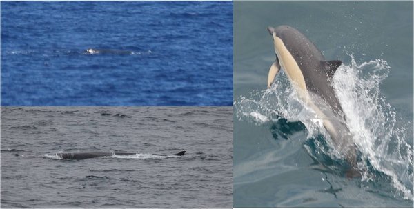 Fig. 2: (left top) Sperm whale Physeter macrocephalus, (left bottom) fin whale Balaenoptera physalus, (right) common dolphin Delphinus delphis. © Dominik Nachtsheim & Simon Jungblut, PolE. 