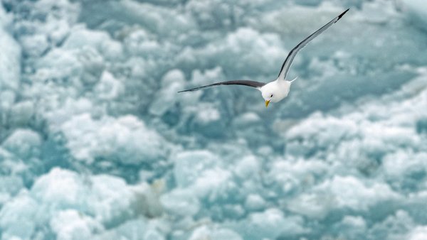 The team uses the trip out of the ice for final work on board: tidying up, documenting and of course preparing the changeover. Birds above the ship announce that the open sea is not far away. Photo: Christian Rohleder, DWD