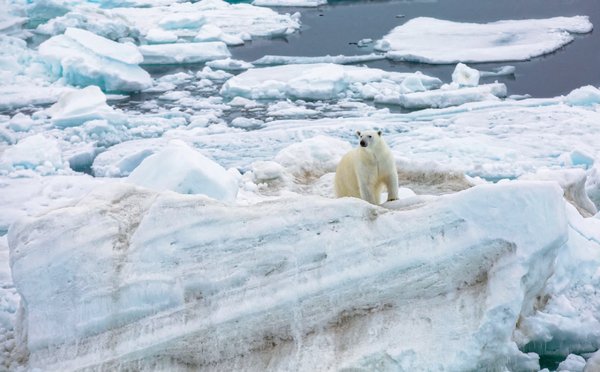 In July the MOSAiC team received several visits from curious polar bears. For the researchers this meant: For safety reasons, no work on the ice - until the curious visitor has disappeared into the distance again. Photo: Lisa Grosfeld, AWI