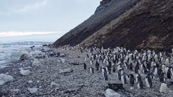 Pinguin-Kolonie am Mt. Siple. Foto: Silvia Hennning, TROPOS