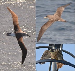 Fig. 1: (left) Shy albatross Thalassarche cauta, (right top) Cory´s shearwater Calonectris diomedea, (right bottom) peregrine falcon Falco peregrinus. © Simon Jungblut, PolE.