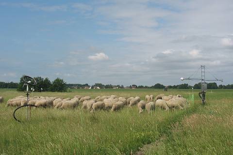 Pünklich zur Intensivmesszeit kommen nicht nur Menschen von weit angereist, sondern auch die Schafe aus Melpitz haben ihr Lager direkt neben dem Messfeld aufgebaut.... Foto: Janine Lückerath/ Universität Bayreuth