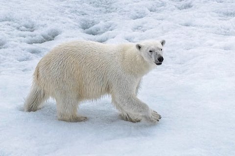 Eisbärenbesuche sind inzwischen Alltag und erfordern höchste Wachsamkeit vom MOSAiC-Team. Foto: Lianna Nixon, University of Colorado