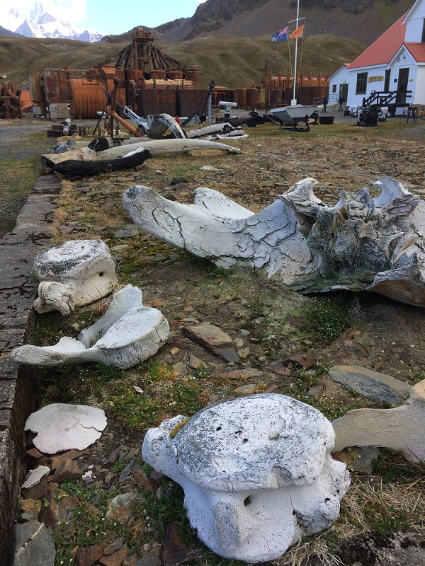 Überreste der alten Walfangstation und der gefangenen Wale. Bis Mitte des 20. Jahrhunderts diente Südgeorgien als Stützpunkt für Robben- und Walfänger. Foto: André Welti, TROPOS