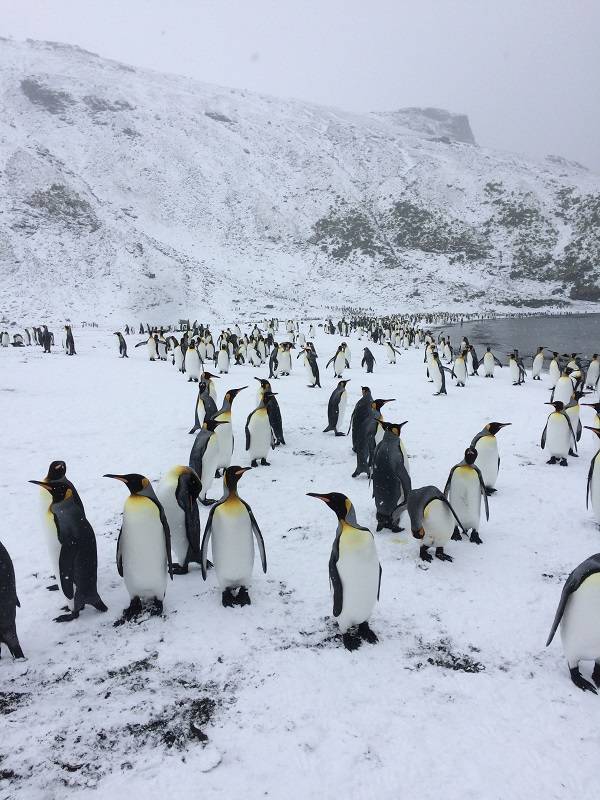 Wetterumschlag, Schnee. Die Pinguine drehen dem kalten Wind den Rücken zu, die Wissenschaftler ziehen sich warm an. Foto: André Welti, TROPOS Wetterumschlag, Schnee. Die Pinguine drehen dem kalten Wind den Rücken zu, die Wissenschaftler ziehen sich warm an. Foto: André Welti, TROPOS
