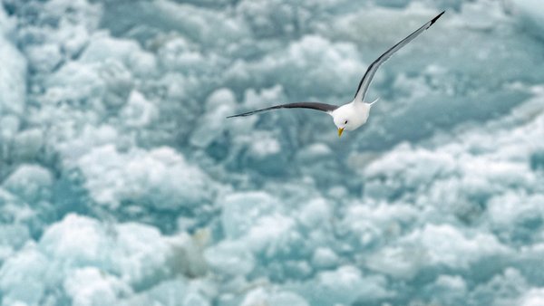 Die Fahrt aus dem Eis nutzt das Team für letzte Arbeiten an Bord: Aufräumen, Dokumentieren und natürlich Vorbereiten des Wechsel. Vögel über dem Schiff kündigen an, dass das offene Meer nicht mehr weit ist. Foto: Christian Rohleder, DWD