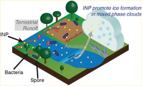 Conceptualized sketch from Knackstedt et al. (2018), showing the circulation of biogenic INP in nature.