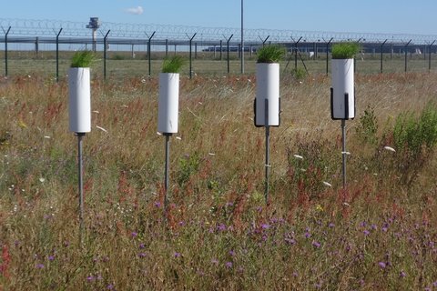 Grass grows in tubes