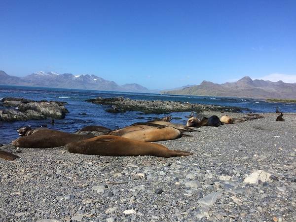 Während die Probensammler laufen nutzen wir die Zeit um die Insel zu erkunden. Seeelefanten (riecht man von weitem) und kampflustige Seehunde tummeln sich entlang der Küste. Foto: André Welti, TROPOS Während die Probensammler laufen nutzen wir die Zeit um die Insel zu erkunden. Seeelefanten (riecht man von weitem) und kampflustige Seehunde tummeln sich entlang der Küste. Foto: André Welti, TROPOS