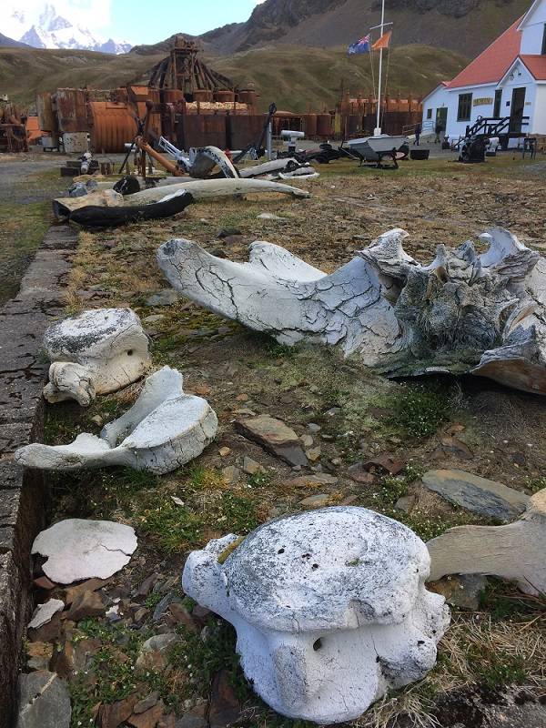 Überreste der alten Walfangstation und der gefangenen Wale. Bis Mitte des 20. Jahrhunderts diente Südgeorgien als Stützpunkt für Robben- und Walfänger. Foto: André Welti, TROPOS Überreste der alten Walfangstation und der gefangenen Wale. Bis Mitte des 20. Jahrhunderts diente Südgeorgien als Stützpunkt für Robben- und Walfänger. Foto: André Welti, TROPOS