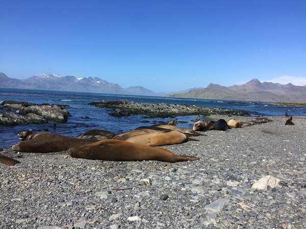 Während die Probensammler laufen nutzen wir die Zeit um die Insel zu erkunden. Seeelefanten (riecht man von weitem) und kampflustige Seehunde tummeln sich entlang der Küste. Foto: André Welti, TROPOS Während die Probensammler laufen nutzen wir die Zeit um die Insel zu erkunden. Seeelefanten (riecht man von weitem) und kampflustige Seehunde tummeln sich entlang der Küste. Foto: André Welti, TROPOS