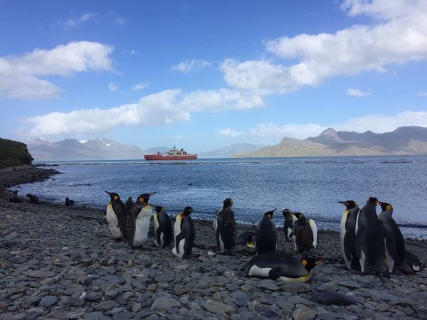 Pinguinkolonie mit „Akademik Tryoshnikov“ vor Anker. Foto: André Welti, TROPOS Pinguinkolonie mit „Akademik Tryoshnikov“ vor Anker. Foto: André Welti, TROPOS