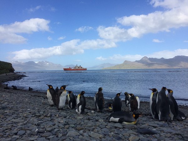 Pinguinkolonie mit „Akademik Tryoshnikov“ vor Anker. Foto: André Welti, TROPOS