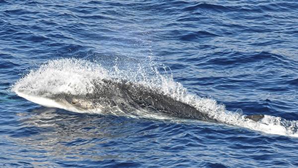 Neugieriger Minke-Wal. Foto: Elanor Miller, ACE-Expedition Neugieriger Minke-Wal. Foto: Elanor Miller, ACE-Expedition