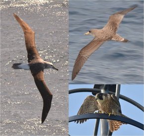 Abb. 1: (links) Weißkappenalbatross Thalassarche cauta; (rechts oben) Gelbschnabelsturmtaucher Calonectris diomedea, (rechts unten) Wanderfalke Falco peregrinus. © Simon Jungblut, PolE.