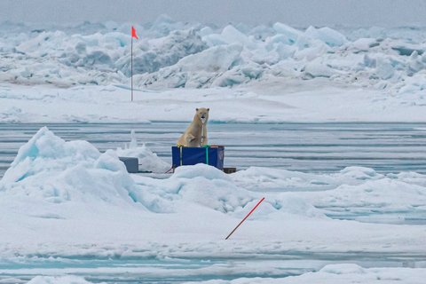 Eisbär-Besuche sind keine Seltenheit. Umso wichtiger ist die Wache auf der Brücke, um das größte Raubtier der Arktis rechtzeitig zu entdecken. Foto: Lianna Nixon, University of Colorado