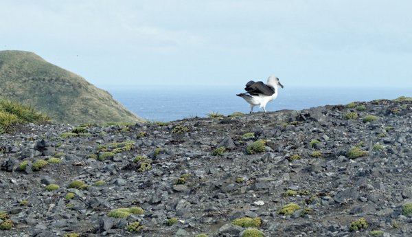 Albatros vor dem Starten. Foto: Silvia Henning, TROPOS