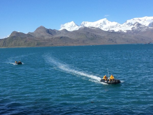 Zodiacs bringen die Wissenschaftler auf die Insel South Georgia. Südgeorgien ist britisches Überseegebiet. Die Inselgruppe liegt im Südatlantik etwa 1400 km östlich von Südamerika. Auf den gebirgigen, größtenteils von Eis bedeckten Inseln leben nur