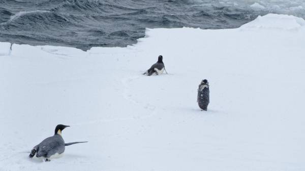 Adelie-Pinguine und ein Kaiserpinguin. Foto: Silvia Henning, TROPOS Adelie-Pinguine und ein Kaiserpinguin. Foto: Silvia Henning, TROPOS