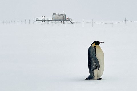 Typischer Besucher während der Messungen des OCEANET-Containers bei der deutschen Antarktisstation Neumayer III. Foto: Ronny Engelmann, TROPOS