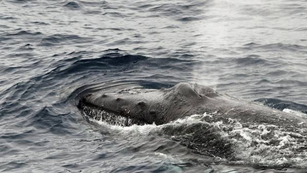 Humpback Breath. Foto: Josh Lawrence, ACE-Expedition Humpback Breath. Foto: Josh Lawrence, ACE-Expedition