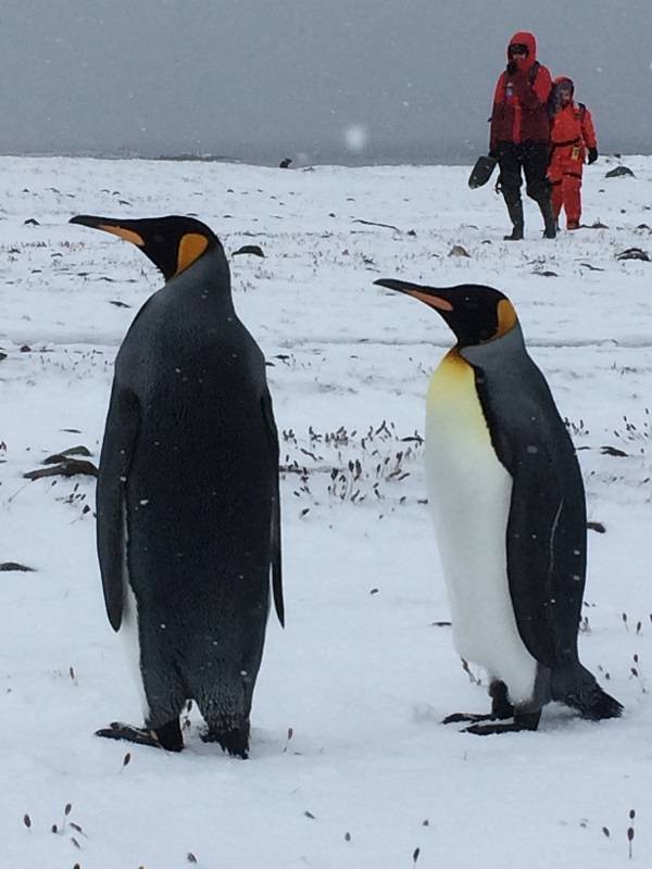 Wetterumschlag, Schnee. Die Pinguine drehen dem kalten Wind den Rücken zu, die Wissenschaftler ziehen sich warm an. Foto: André Welti, TROPOS Wetterumschlag, Schnee. Die Pinguine drehen dem kalten Wind den Rücken zu, die Wissenschaftler ziehen sich warm an. Foto: André Welti, TROPOS