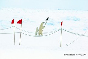 Dem Fahrtleiter des zweites Abschnitts von PS106, Hauke Flores vom AWI, gelang mit der kleinen Eisbärenfamilie ein besonderer Schnappschuss. Foto: Hauke Flores, AWI