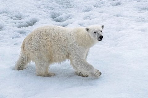 Visits by polar bears have become part of everyday life and require highest alertness from the MOSAiC team. Photo: Lianna Nixon, University of Colorado