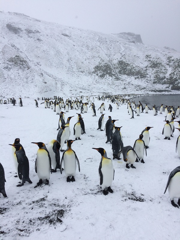 Wetterumschlag, Schnee. Die Pinguine drehen dem kalten Wind den Rücken zu, die Wissenschaftler ziehen sich warm an. Foto: André Welti, TROPOS