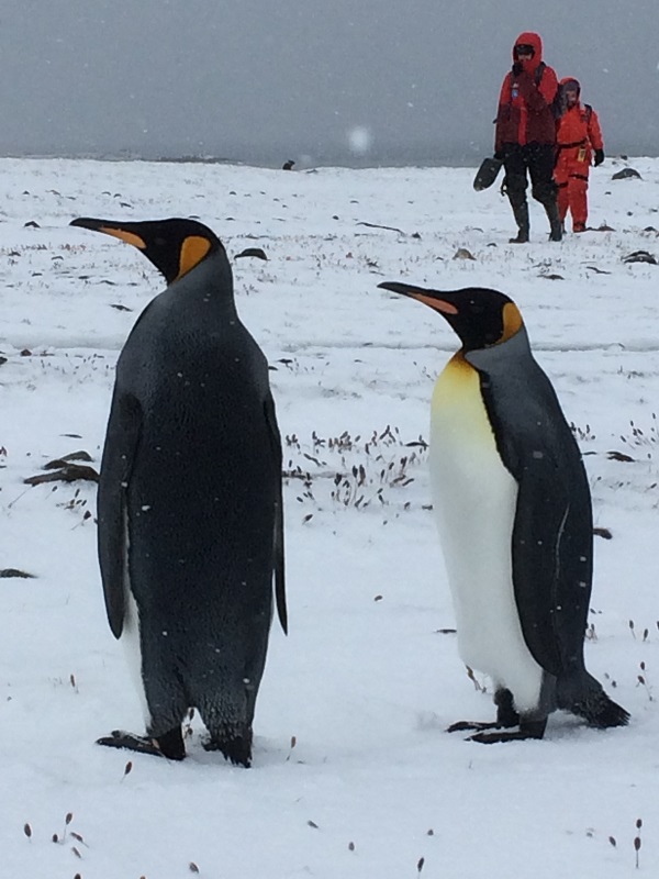 Wetterumschlag, Schnee. Die Pinguine drehen dem kalten Wind den Rücken zu, die Wissenschaftler ziehen sich warm an. Foto: André Welti, TROPOS