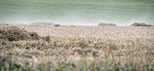 Die Wetterlagen 1302-07 seien vergleichbar mit der Wetteranomalie 2018, als in Kontinentaleuropa eine außergewöhnliche Hitze und Dürre herrschte, schreiben die Forschenden der Leibniz-Institute für Geschichte und Kultur des östlichen Europa (GWZO) und für Troposphärenforschung (TROPOS) im Fachjournal Climate of the Past. Foto: Tilo Arnhold, TROPOS